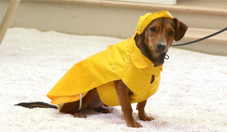 Hăinuță pentru câine Croci Dachshund Yellow č.2